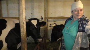 Признаки скорого отёла коровы // Деревня