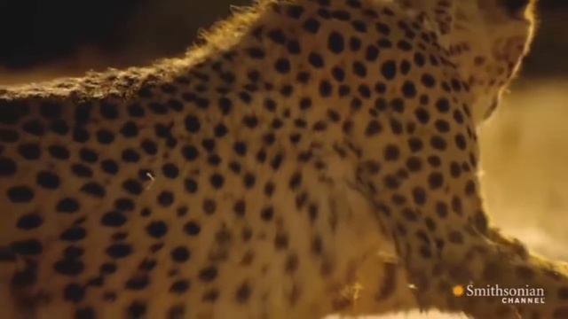 Cheetah chase compilation смотреть онлайн
