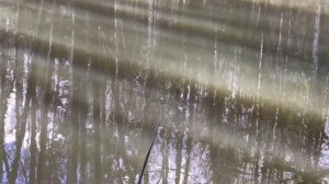 Как поймать много плотвы на поплавок весной! .Ловля плотвы на малой реке