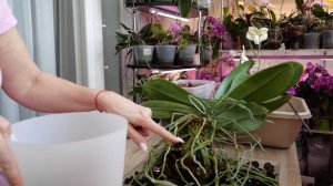 ПЕРЕСАДКА орхидеи РАДУГА. С-ма АВТОПОЛИВ для орхидей.