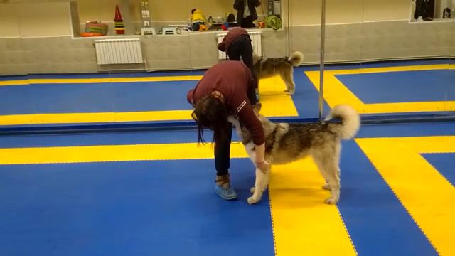 Маламут Триумф готовится к выставке смотреть онлайн