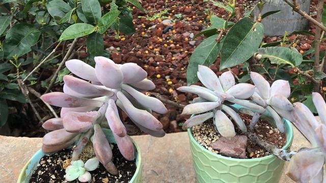 Graptopetalum Superbum y Graptopetalum Murasaki: Diferencias y cómo los cuido смотреть онлайн
