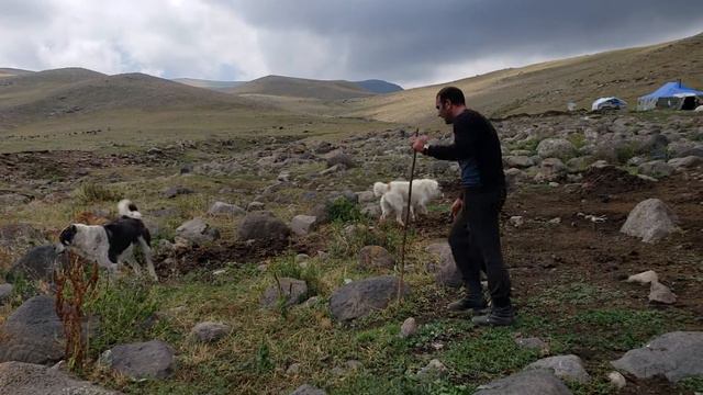 Standoff, Armenian gampr and Central Asian dogs in neighboring camps смотреть онлайн