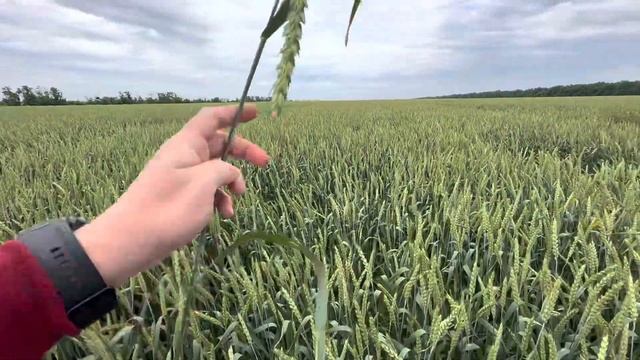 Озимая пшеница Граф. Наш телеграмм канал Фугустим AGROnews. Не забудь подписаться. смотреть онлайн