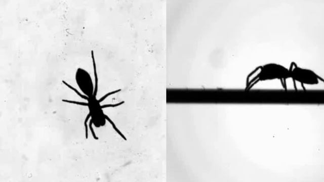 This spider looks (and walks) like an ant смотреть онлайн