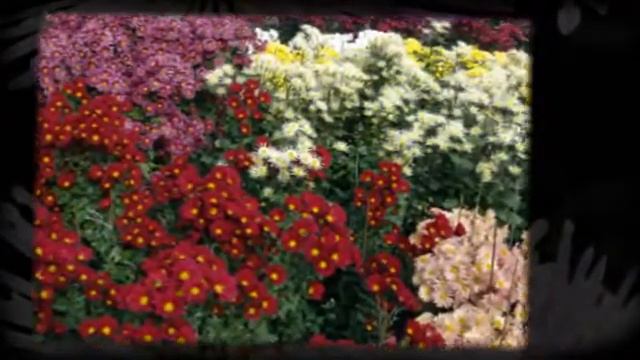 Хризантемы смотреть онлайн