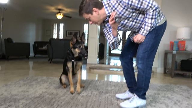 I HAVE to get this dog to STOP BITING & JUMPING! REALITY Dog Training. смотреть онлайн