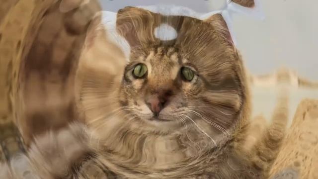 Стишок про Котика | Вадим Барданов 