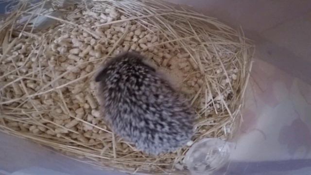 Спас ежа и поселил у себя в коробке смотреть онлайн