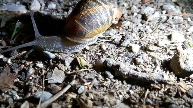 snail night story timelaps смотреть онлайн