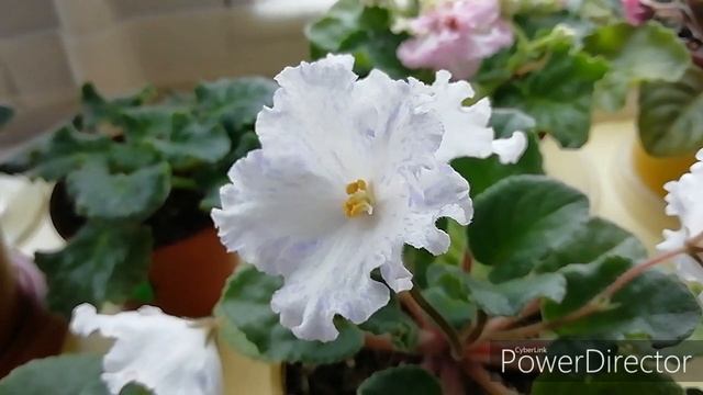 ЦВЕТУЩИЕ ФИАЛКИ./Мои Цветущие Фиалки в ноябре 2019.Мои новые фиалки. Цветение фиалок. смотреть онлайн