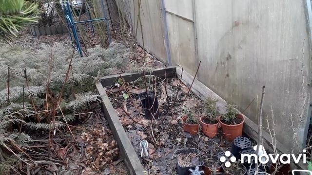 Мои ГОРТЕНЗИИ🌱обрезка эксперимент результат🌱Что ЗИМОВАЛО в ГОРШКАХ🌱 смотреть онлайн