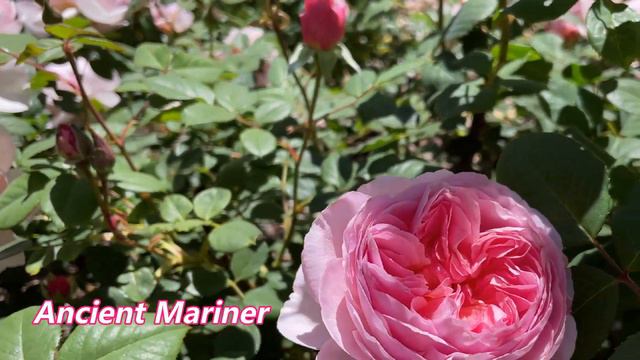 More David Austin Roses From Previous Season!