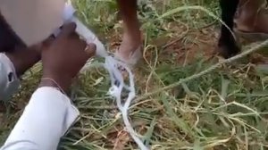 Доильный аппарат для коз. Простой, надёжный, дешёвый