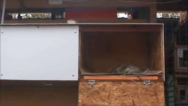 Осенние КРОЛЬЧАТА принимаем ОКРОЛЫ НОВОРОЖДЁННЫХ крольчат смотреть онлайн