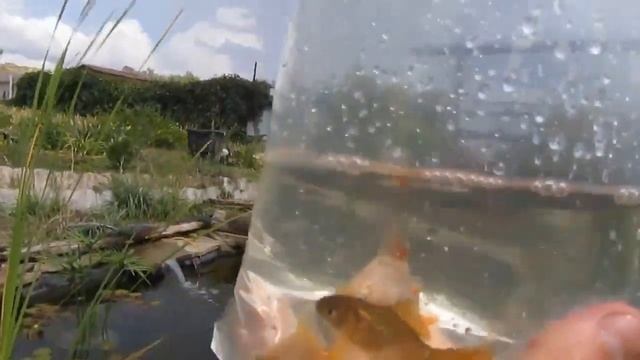 Зимующие рыбки для домашнего пруда. Какие виды рыб выбрать для пруда на даче? смотреть онлайн