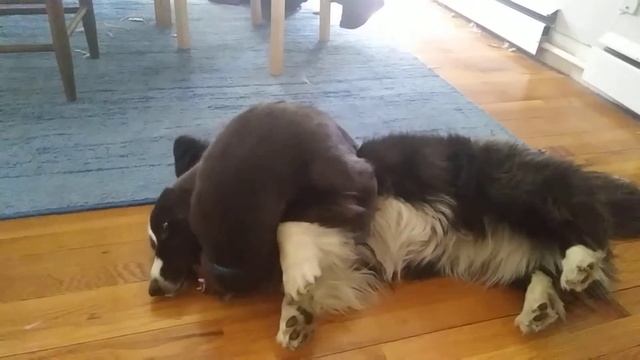 Cat vs Corgi early submission смотреть онлайн
