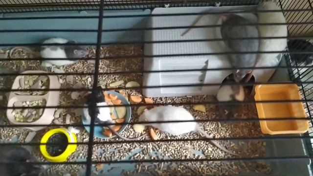 Жизнь моих малишей. Новая большая клетка. смотреть онлайн