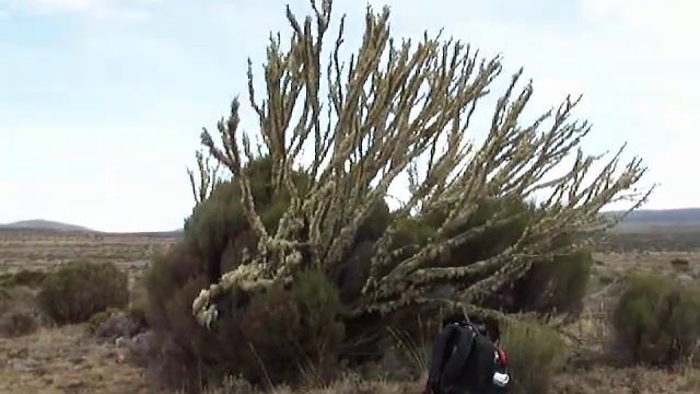 Kilimanjaro: Erica Arborea смотреть онлайн