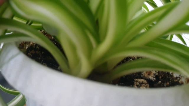 Хлорофитум Бонни.