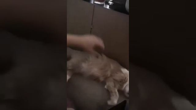 Без задних ног 😂 смотреть онлайн