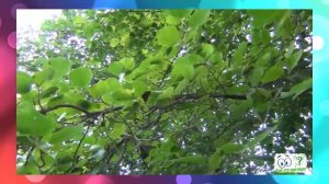 Как выглядит дерево Ольха