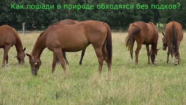 Как лошади в природе обходятся без подков? смотреть онлайн