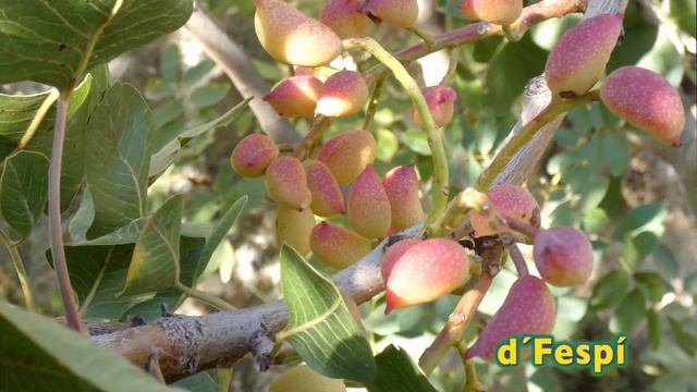 Pistacia Vera -  PISTACHO -  Pistacho, Pistache O Alfóncigo -  (214k30f)