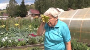 Голова садовая - Как ухаживать за свеклой