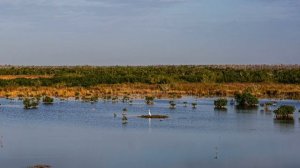 10 Hours Tinnitus Therapy Crickets Frogs & Birds Nature Sounds