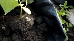 ПОСАДКА ОГУРЦОВ В ПАКЕТЫ