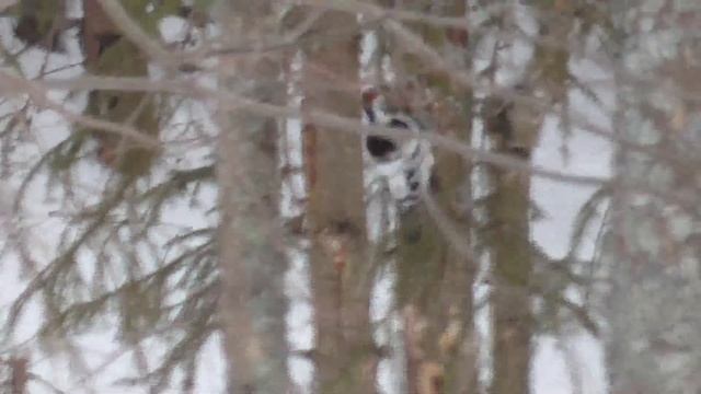 РЫБАЛКА В ГЛУХОЗИМЬЕ НА РЕКАХ КАМА И СЮЗЬВА!!! №91 смотреть онлайн