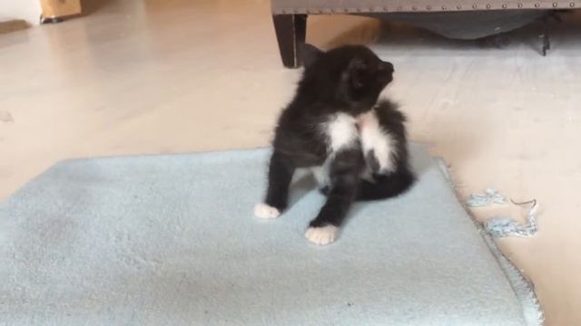 Котенок 1,5 мес черно-белый 1 смотреть онлайн