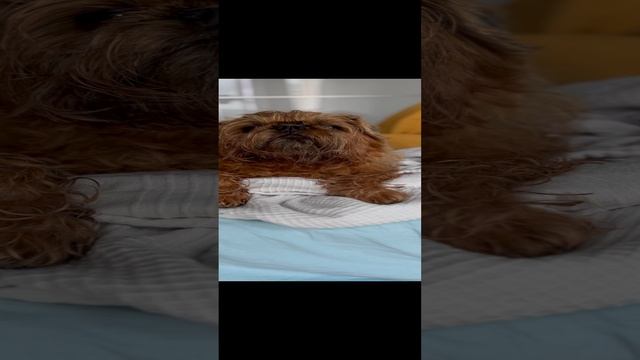 Я на солнышке лежу