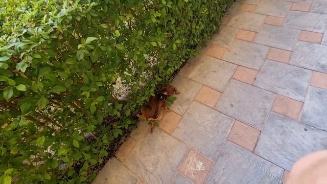 Влог: Моя жизнь в городе Фуэнхирола (Испания). Как в Испании выгуливают собак смотреть онлайн