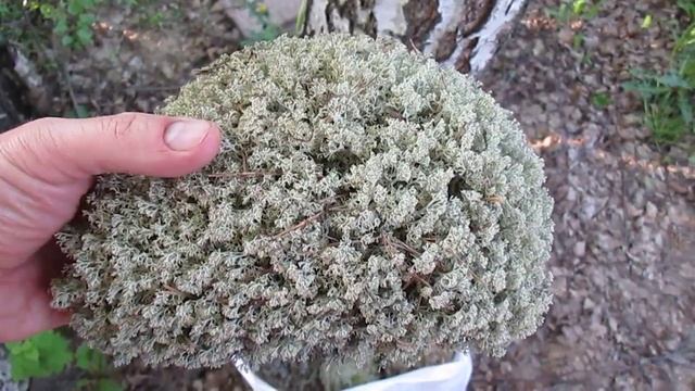 Образ жизни северного оленя смотреть онлайн