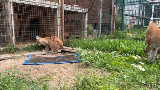 ПОЯВЛЕНИЕ БАРХАННЫХ ГИБРИДОВ / Рыси приучили котят к лотку смотреть онлайн