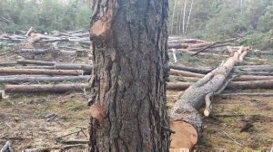 Валка леса /// Бензопила ECO CSP-235 ///