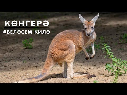 БЕЛӘСЕМ КИЛӘ: көнгерә / Кенгуру / Kangaroo смотреть онлайн