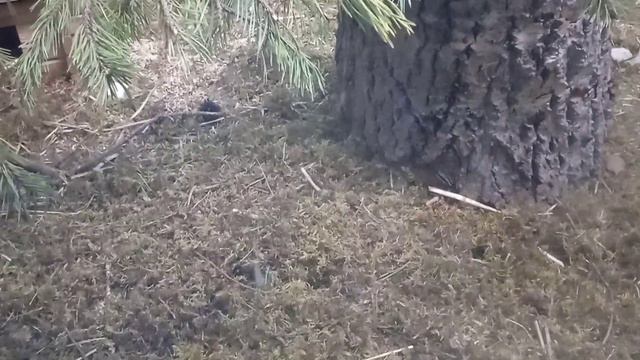 Северный зоопарк:мышки. смотреть онлайн