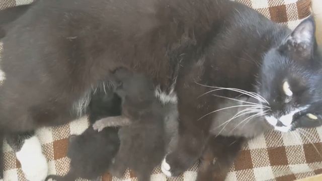 СТЕРИЛИЗОВАННАЯ КОШКА НАШЛА ВЫБРОШЕННЫХ НОВОРОЖДЕННЫХ КОТЯТ И ПРИНЕСЛА ДОМОЙ. смотреть онлайн