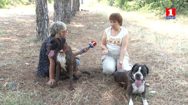 о породе немецкий боксёр! смотреть онлайн