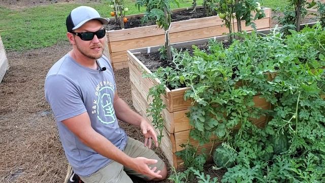 How To Grow Watermelons And Cantaloupes In Raised Beds