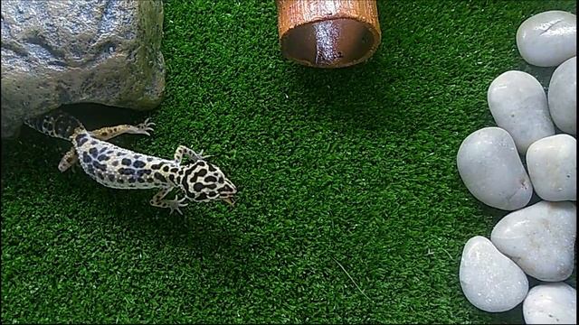 Пятнистый Эублефар ест Зофобас / Eublepharis macularius eating Zophobas morio смотреть онлайн