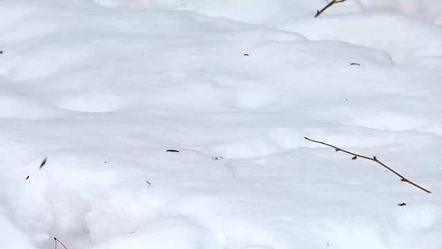 Снегирь в снегу. смотреть онлайн