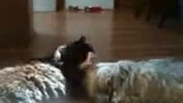 Cat and Dog cleaning each other смотреть онлайн
