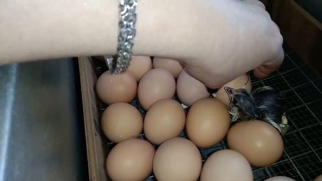 Воскресные будни в деревне. смотреть онлайн