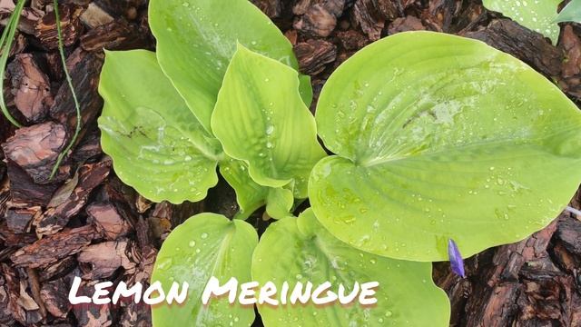 Хоста Lemon Meringue