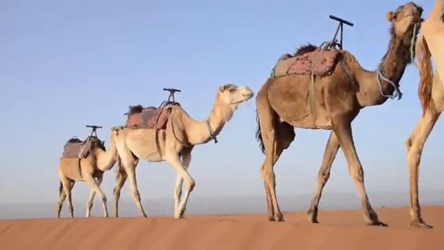 Desert Caravan -Aaron Kenny / You tube audio library / No Copyright Music / смотреть онлайн