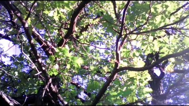 Футаж - старый дуб, крона дерева. Footage Oak смотреть онлайн
